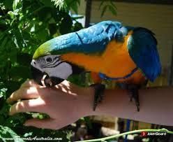 great green macaw parots for adoption