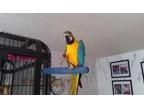 adorable macaw parrot