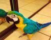Affectionate green and Gold Macaw Parrots