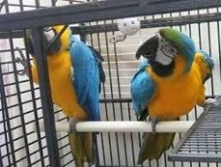 great green adorable macaw parrots