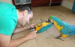 addorable parrot