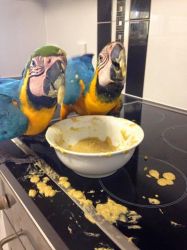 Hand reared baby blue and gold macaw (Pair) Must go together