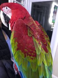 Hand Reared Super Tame Green Wing Macaw