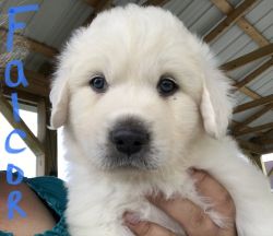 1 female 2 male Great Pyrenees puppies