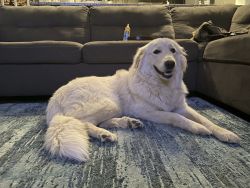 Female Great Pyrenees! Cotton ball is a sweet energetic white fluff!