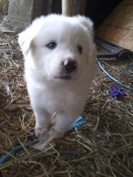 9 Great Pyreness Puppies For Sale