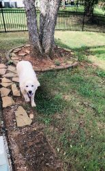 Great Pyrenees Looking for New Home