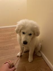Great Pyrenees Puppy for sale