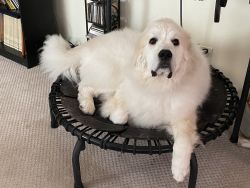 Pedigree Great Pyrenees for sale with everything you require