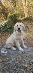 20 week old Great Pyrenees Puppy (Molly)