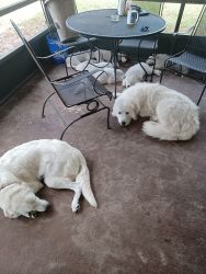Great Pyrenees Puppies for sale