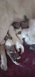 Great Pyrenees Rottweiler and Shepherd mix puppies