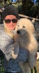 Most Adorable, Loving, and Protective Great Pyrenees White Majesty