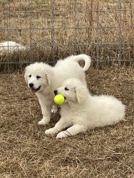 For sell Great Pyrenees puppies