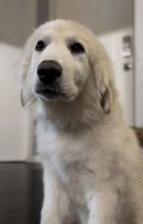 Great Pyrenees 4 months pup for sale