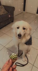 1 year old Great Pyrenees