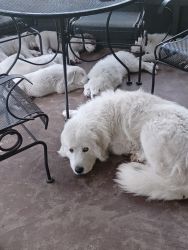 5 Pyrenees Puppies need to be homed