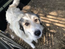 Great Pyrenees looking for forever home