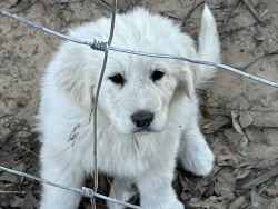 White great Pyrenees puppy
