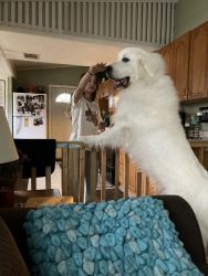 Great Pyrenees needs better home