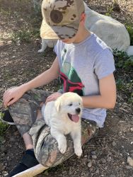 Working dogs, Great Pyrenees/Akbash puppies