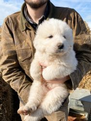 Great Pyrenees Mix Puppy