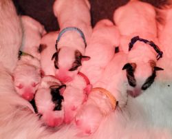 6 Healthy puppies born 2-21-22