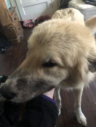 Great Pyrenees for sell