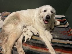 7 Great Pyrenees for sale