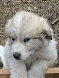 2 great pyreneese puppies