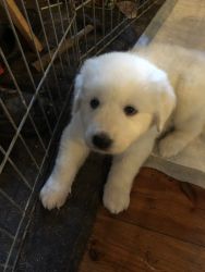 Beautiful Great Pyrenees puppies for sale