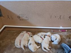 Great pyrenees puppies available 4/20 in Colorado