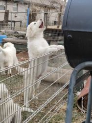 Great Pyrenees for sale