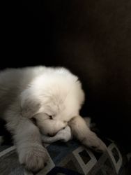 Full blooded 9 week old Great Pyrenees puppy