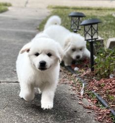 Great Pyrenees Puppy Girl