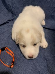 Great Pyrenees puppies in Pittsburgh