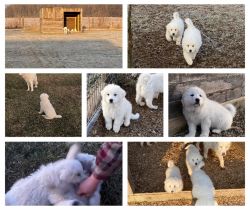 Full Blooded non registered Great Pyrenees