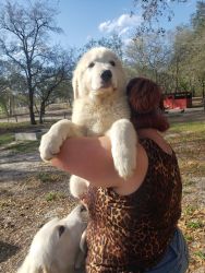 Great pyrenees from working parents