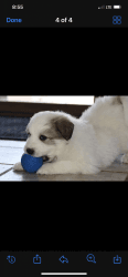 Great Pyrenees puppies for sale!!!