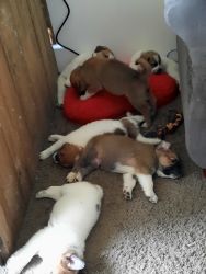 5 mixed breed puppies