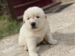 Pure Breed Great Pyrenees puppies
