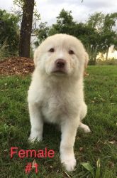 Great Pyrenees puppies for sale!!
