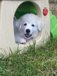 Great Pyrenees Puppy For Sale!