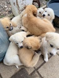 Great Pyrenees.Boxer Mix puppies