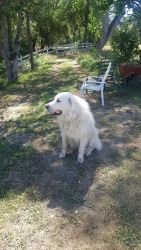Great Pyrenees Male