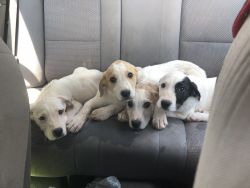 10 week old Great Pyrenees American Bully mix Puppies