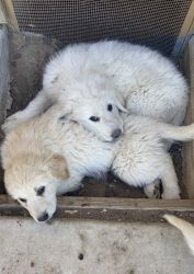 Paso Robles ca loving Great Pyrenees puppies