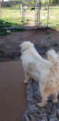 Great pyrenees dogs adults