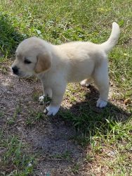 Great Pyrenees puppies mixed with hound