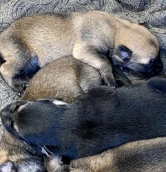 We have 12 cuddly puppies to choose from. DOB 6/7/22.